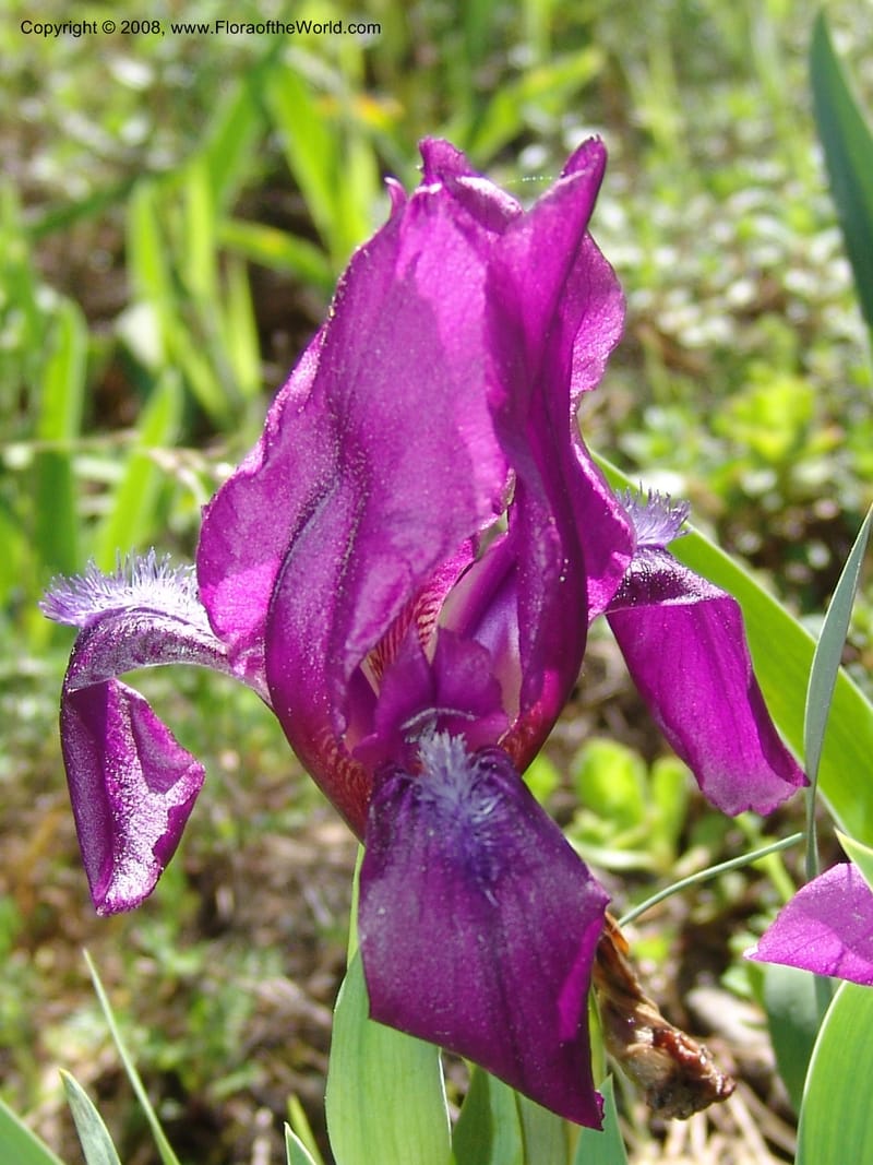 Iris hungarica--Georgia. 0.5 km N of Bakuriani. 8  Jun 05. 014.jpg