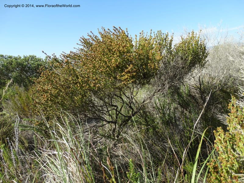 Erica, Davidson, C 12302B--South Africa. Western Cape. De Hoop Nature Res. 22 Jan 2014. DSC01681 (114).JPG