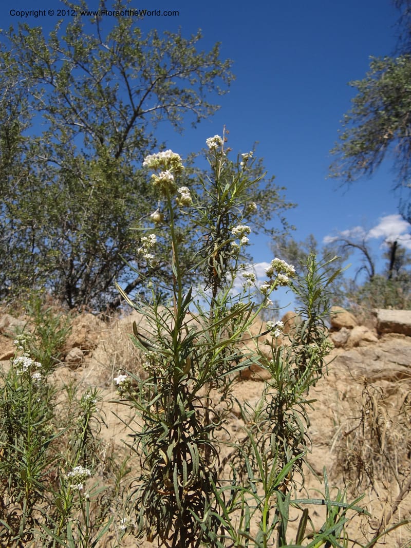 Eriodictyon angustifolium, Davidson, C 11943--AZ. Yavapai Co. Crown King Rd. 7 May 2012. DSC0894 1 (90).JPG