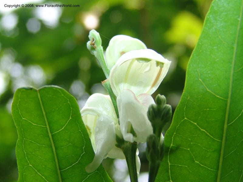 Justicia aconitiflora--So. Africa. Lowveld Nat. Bot. Gard. 14 Mch 05. 133.jpg
