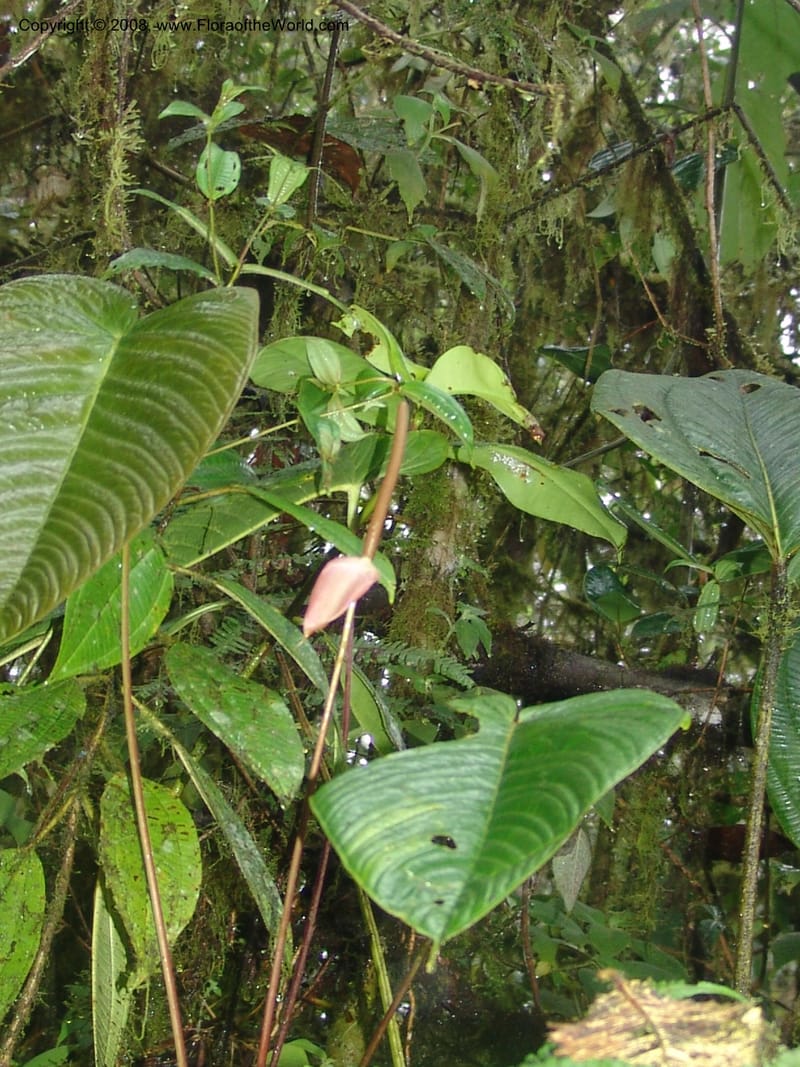 Anthurium longecuspidatum, Croat94384--Ecuador. Res. Bellavista. 9 Feb 05. 091.jpg