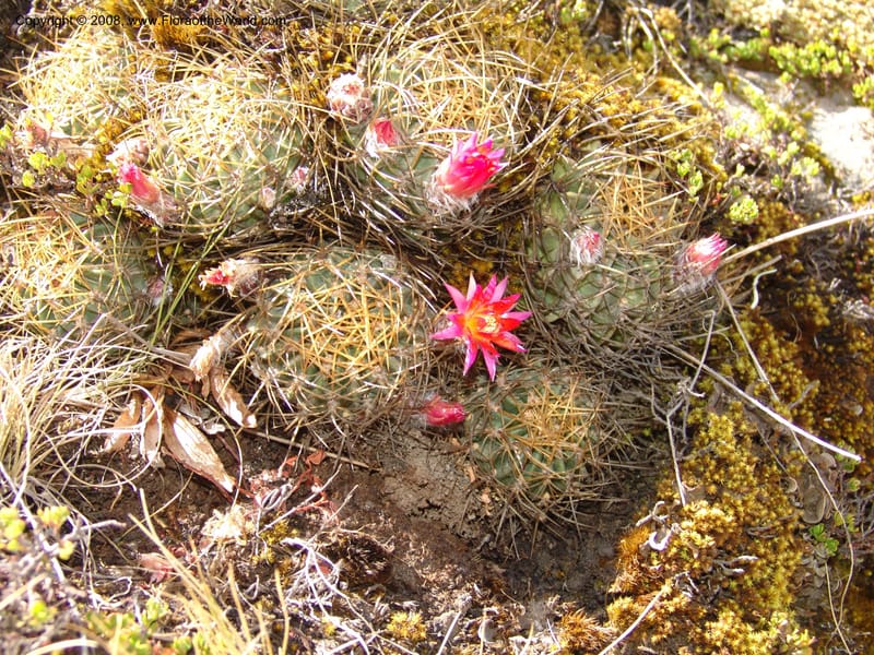 Echinopsis maximiliana, AAraujoM3008--Bolivia.  Prov.B.Saavedra. Charazani to La Paz. 20 Sep 06. 039.jpg