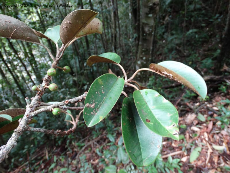 Palaquium, Davidson, C 12740--Sabah. Mt. Kinabalu. Bundu Tuhan Trail. 11 Oct 2014. DSC04153 (146).JPG