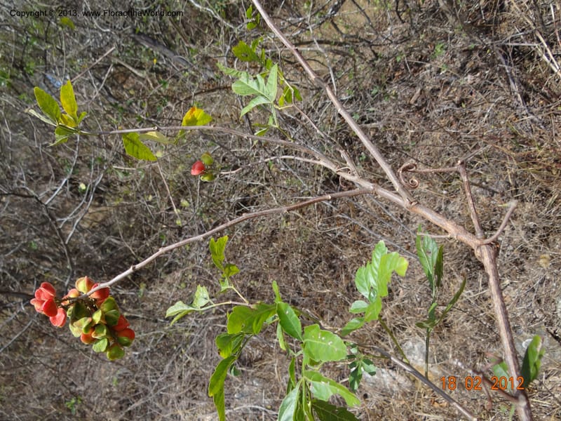 Paullinia sp. unk., Martinez-Melendez, M 435--Mexico, Chiapas, Cintalapa, Las Minas 18 Feb 2012  3312 (11).JPG