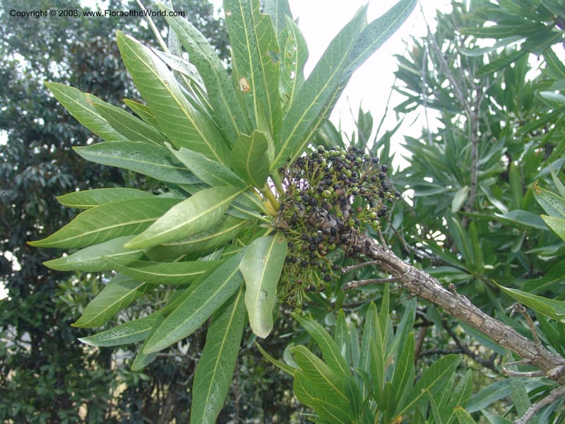 Pavetta edentula--So.Africa. Mpumal. Buffelskloof Private Nat. Res. 17 Mch 05. 116.jpg