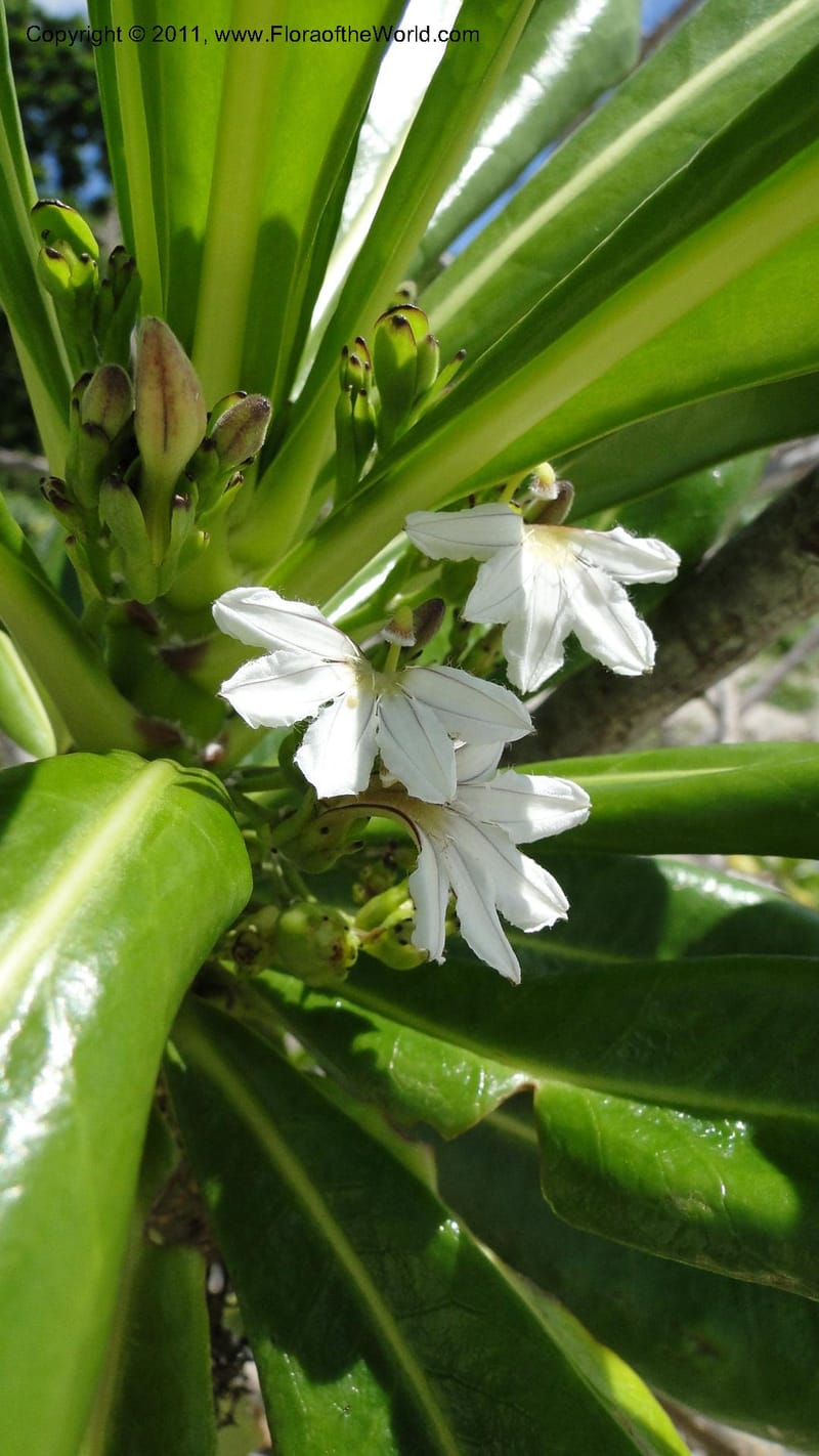 Scaevola taccada, R. Gereau 7169--Tanzania. Beach near Bagamoyo Country Club. 8 May 2010. 209 (32).jpg