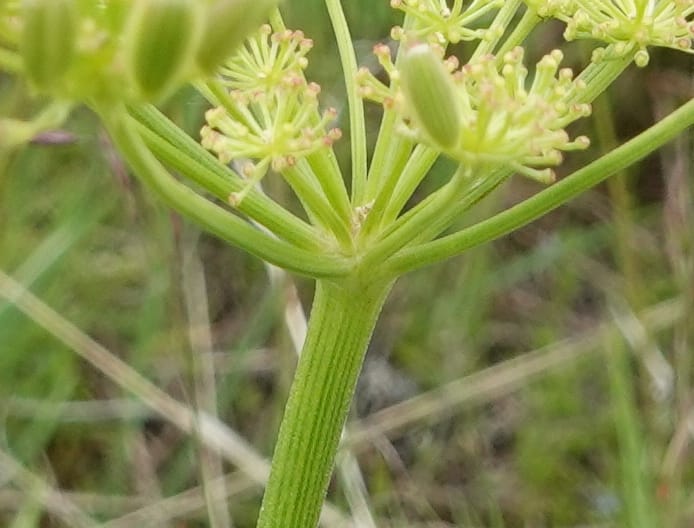 Lomatium triternatum, C. Davidson 13753--Oregon. Wallowa Co. Zumwalt.Trail Cr. Rd. 4 Jun 2018. DSC04078 (120).JPG
