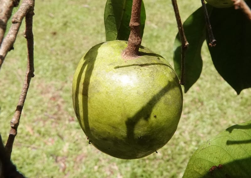 Irvingia gabonensis, C. Davidson 13929--Gabon. Missome Village. 31 Oct 2018. DSC00817 (122).JPG