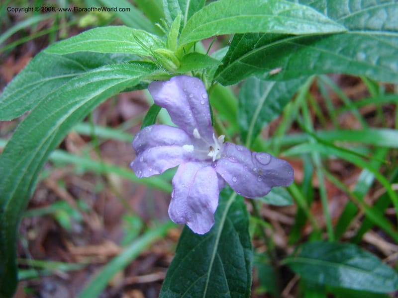 Ruellia caroliniensis--TX. Harris Co. Armand Bayou Nat. Ctr. 26 Apr 08. 044.jpg