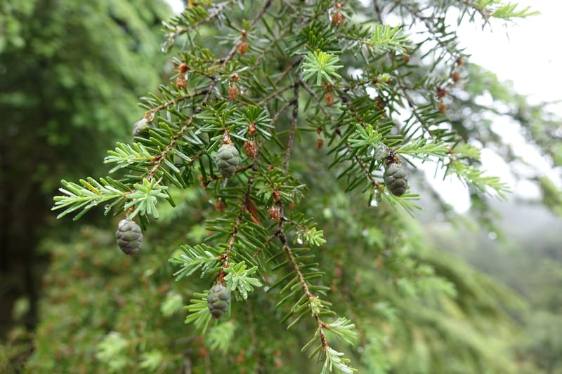Tsuga chinensis, Tseng Yu-Hsin 1332--Taiwan. Taroko Nat. Park. Mt. Bilu Trail. 21 May 2016.  (174).JPG