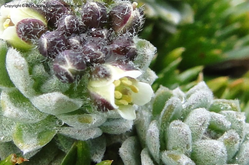 Draba, Ulloa 2022--Ecuador. Napo. Volcan Antesana. 2 Jun 2011. 206 (3).jpg
