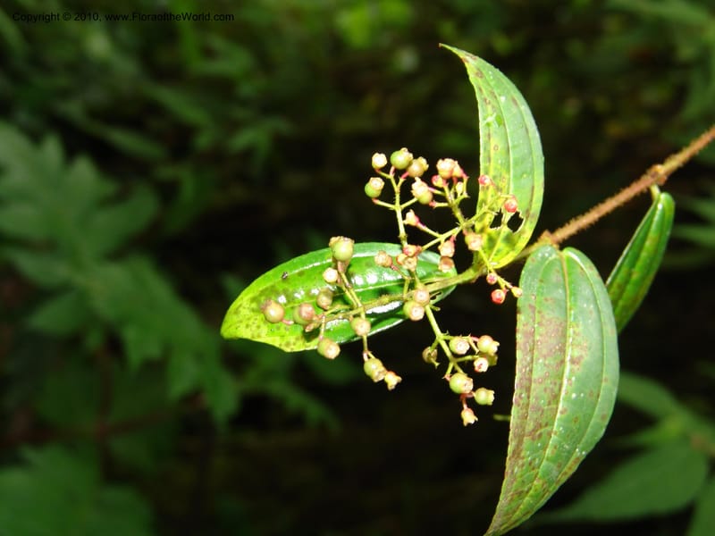 Miconia, Croat 96452--Ecuador. Prov. Pichincha. BellaVista private reserve. 27 Mar 06. 073.jpg
