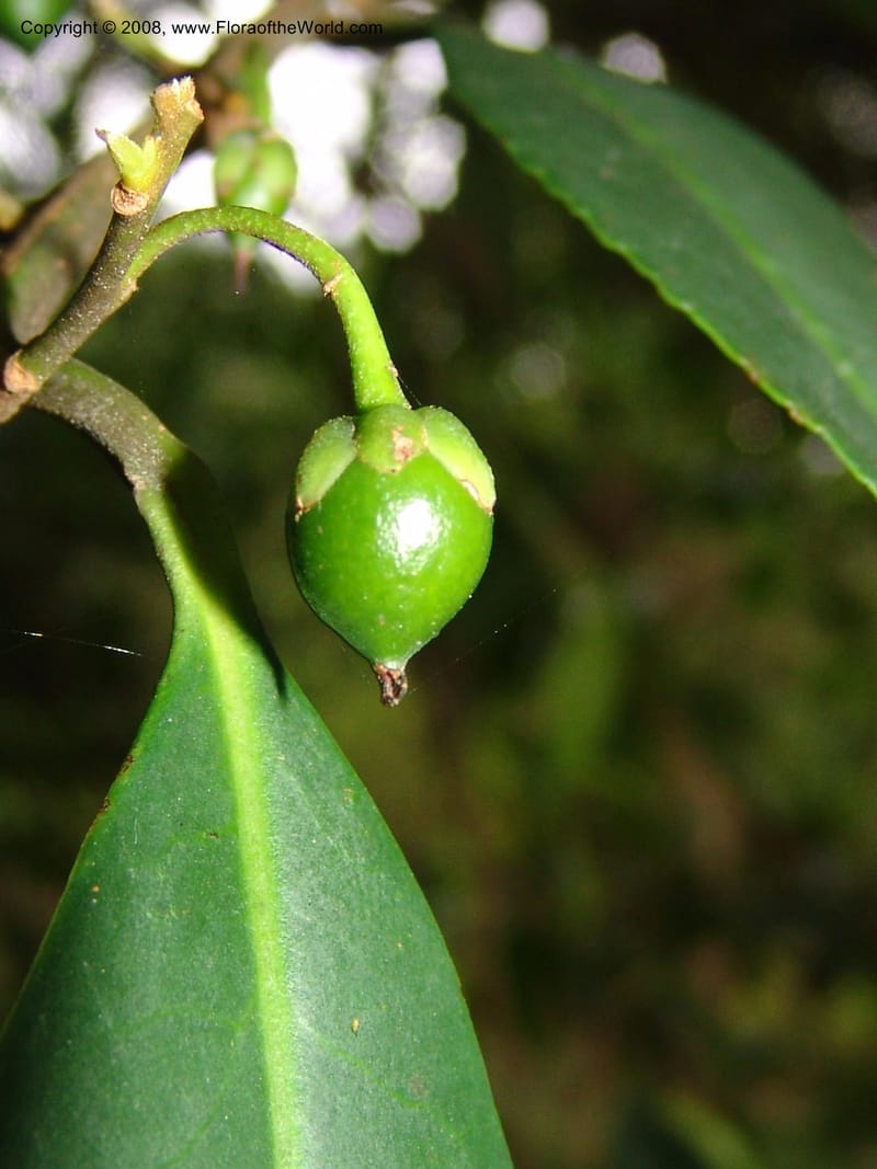 Cleyera theoides--CA. San Francisco Botanical Garden (Strybing Arb.). 30 Mch 06. 317.jpg