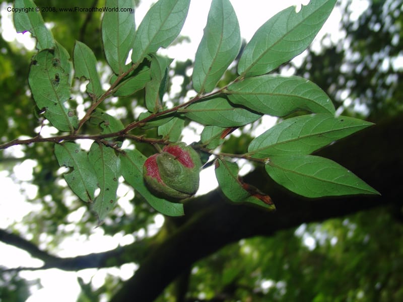 Diospyros whyteana--So.Africa. Lowveld Nat. Bot. Gard. 14 Mch 05. 205.jpg