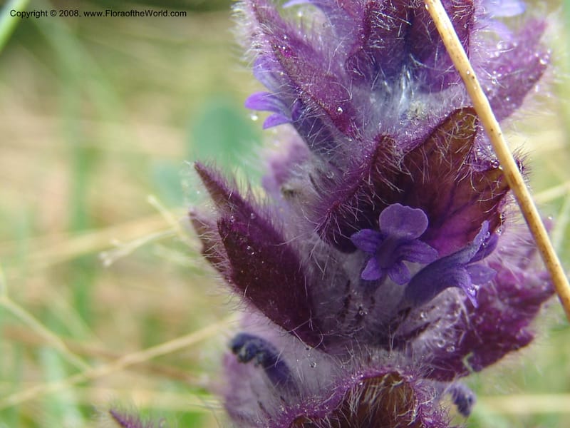 Ajuga orientalis--Georgia. Kazbeki . Trail-road to Sameba Church. 2 Jun 05. 303.jpg