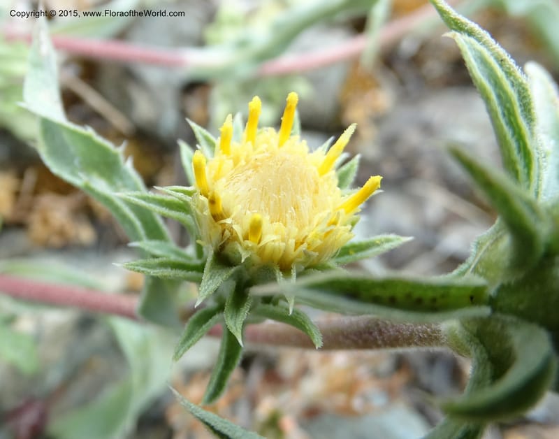Pyrrocoma, Davidson, C 12630--ID. Idaho Co. Seven Devils Campground. 11 Aug 2014. DSC00412 (16).JPG