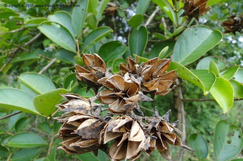 Lagerstroemia, Regalado 1970--Viet Nam. Forest Block 19. 15 May 2011. 248 (9).jpg