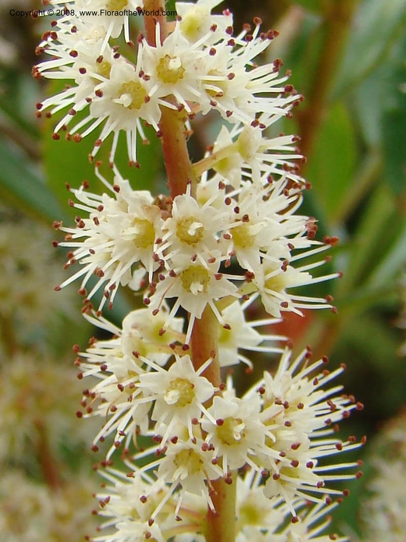 Cunonia disticha, JMunzinger4753--New Caledonia. Mandjelia. 13 Nov 07. 051.jpg