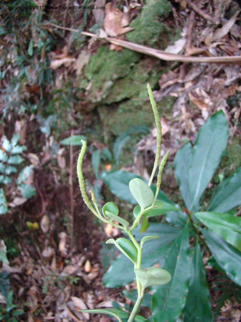 Peperomia, Munzinger, J 4870--New Caledonia, Dogny, 19 Nov 2007, 59 (5).jpg