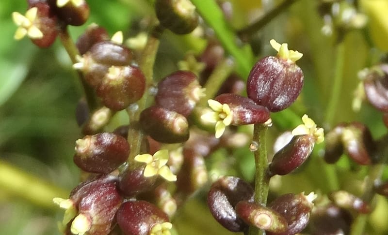 Polyscias joskei, Plunkett, C 3177--Fiji. Delaikoro Mtn. 3 Nov 2015. DSC08393 (43).JPG