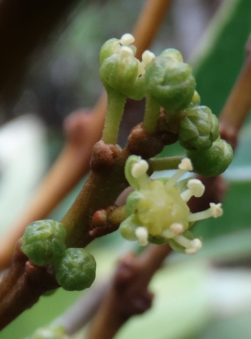 Amaroria soulameoides, Plunkett, G 3187--Fiji. Waisali Rainf. Reserve. 4 Nov 2015. DSC08848 (276).JPG