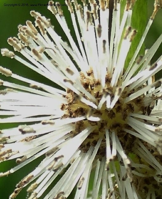 Sparganium neglectum, Davidson, C 12476--Georgia. Small town. 9 Jun 2014. DSC08167 (19).JPG
