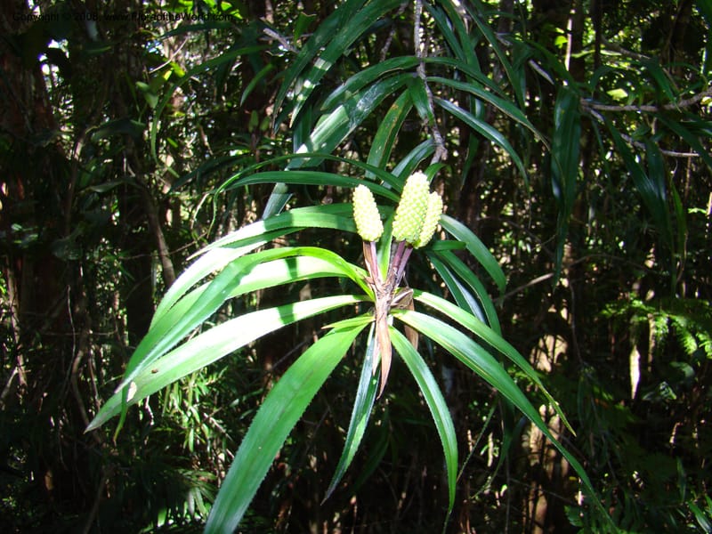 Freycinetia, JMunzinger4900--New Caled. Parc Prov. Riviere Bleue. 22 Nov 07. 029.jpg