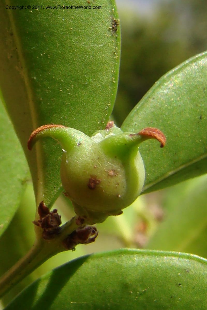 Buxus madagascarica, Razafindraibe 200--Madagascar. Prov. Fianarantsoa. RN 12. 14 Jan 09. 104 (13).jpg