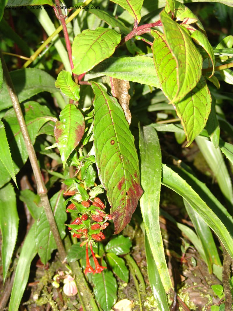 Fuchsia, DNeill16035--Ecuador. Prov. Zam. Ch. Podocarpus N. Pk. 26 Sep 07. 021.jpg