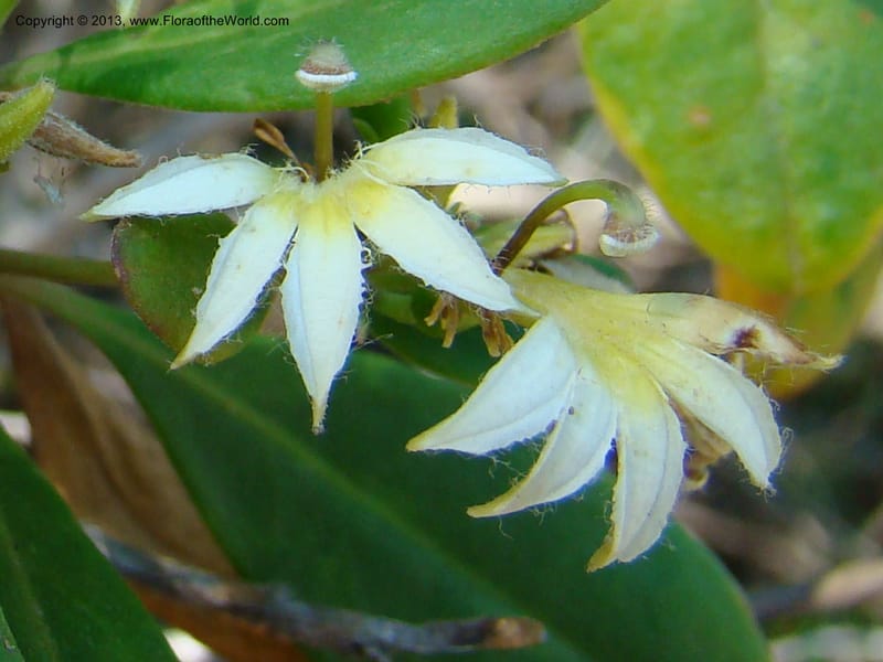 Scaevola montana--N.Caled. Parc Zool. & Forest., Noumea. 10 Nov 07. 018.jpg