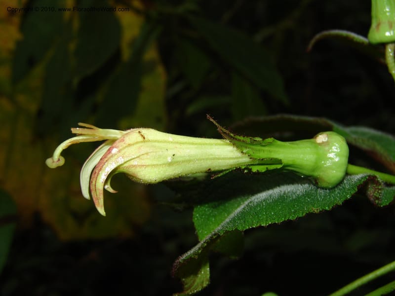 Centropogon nigricans, Croat 96367--Ecuador. Prov. Pichincha. Pacto-Pto. Quito Rd.. 25 Mar 06. 450.jpg