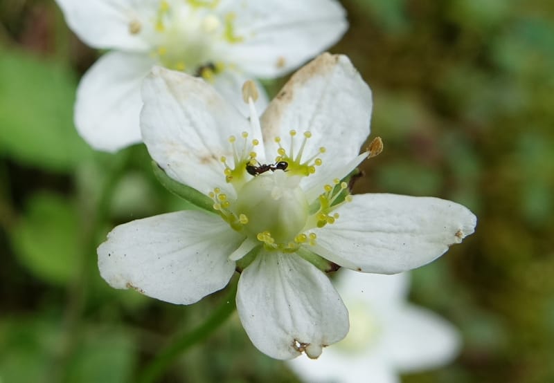 Parnassia palustris, Tseng Yu-Hsin 1316--Taiwan. SW of Nanshan on highway 7. 20 May 2016. DSC03339 (6).JPG