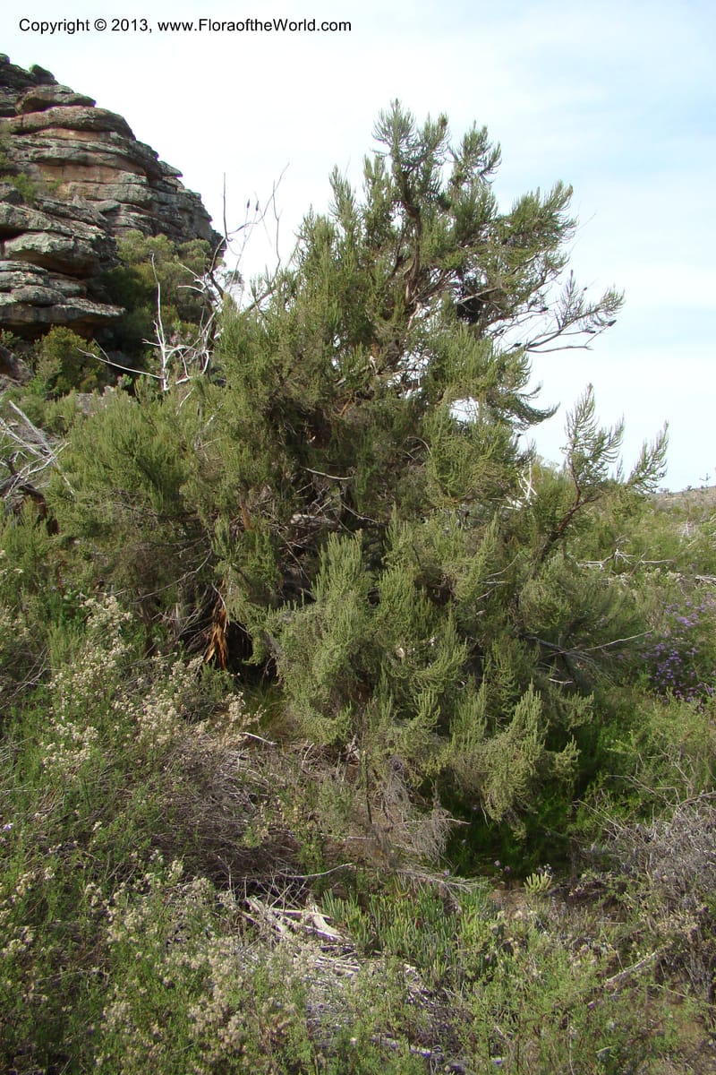 Cliffortia dichotoma, C. Davidson 11570--So Africa. No Cape. Papkuilsfontein. 26 Aug 09. 1 (3).jpg