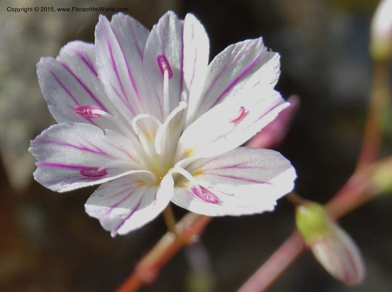 Lewisia columbiana var. wallowensis, Davidson, C 12591--ID. Idaho Co. Seven Devils Camp Ground. 15 Jul 2014. DSC00113 (121).JPG