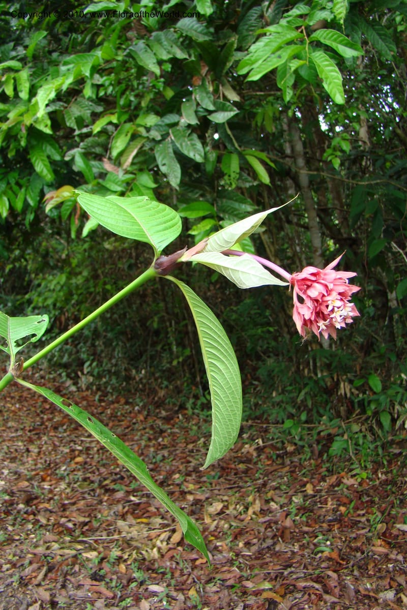 Psychotria, Vasquez 34809--Peru. Loreto. Dist. Nauta. Miraflores, Rio Tigre. 10 Nov 08. 484.jpg