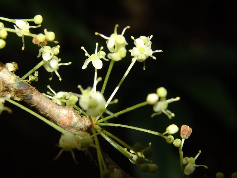 Ilex maxima, Neill 15795--Ecuador. Z.C. Margin of Rio Nangaritza. 17 Sep 07. 206 (17).jpg