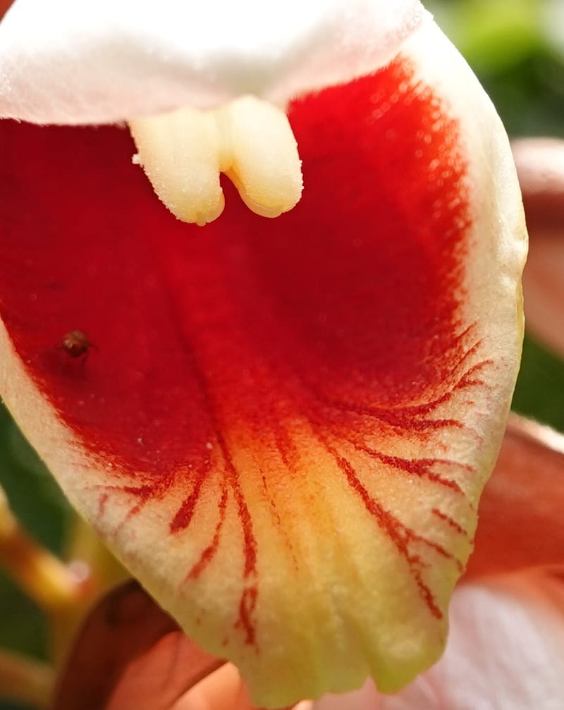 Alpinia blepharocalyx, D. Boufford 44112--China. Yunnan. Lao jun Shan. 30 Apr 2018. DSC00424 (200).JPG