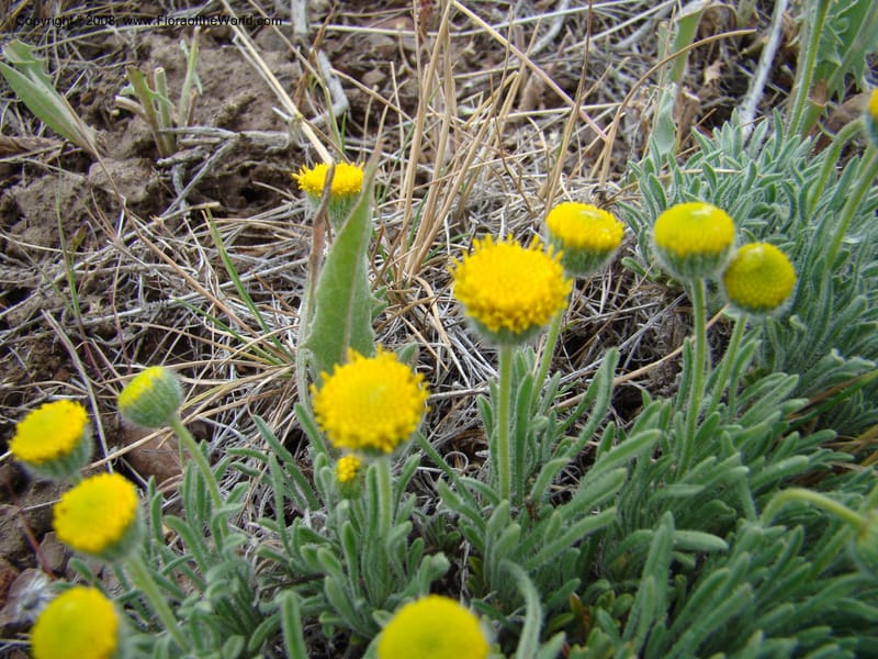 OR. Malheur Co. Leslie Gulch. 1 Jun 08. 126.jpg