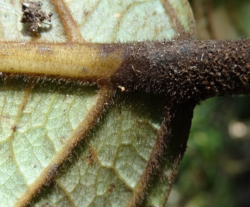 Cryptocarya constricta, Munzinger, J 7371--Fiji. Wailevu Rd. 6 Nov 2015. DSC09846 (10).JPG