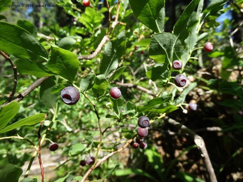 Vaccinium membranaceum, Davidson, C 12607--Idaho. Valley Co. Payette Lake. Sylvan Cr. 20 Jul 2014. DSC00669 (6).JPG