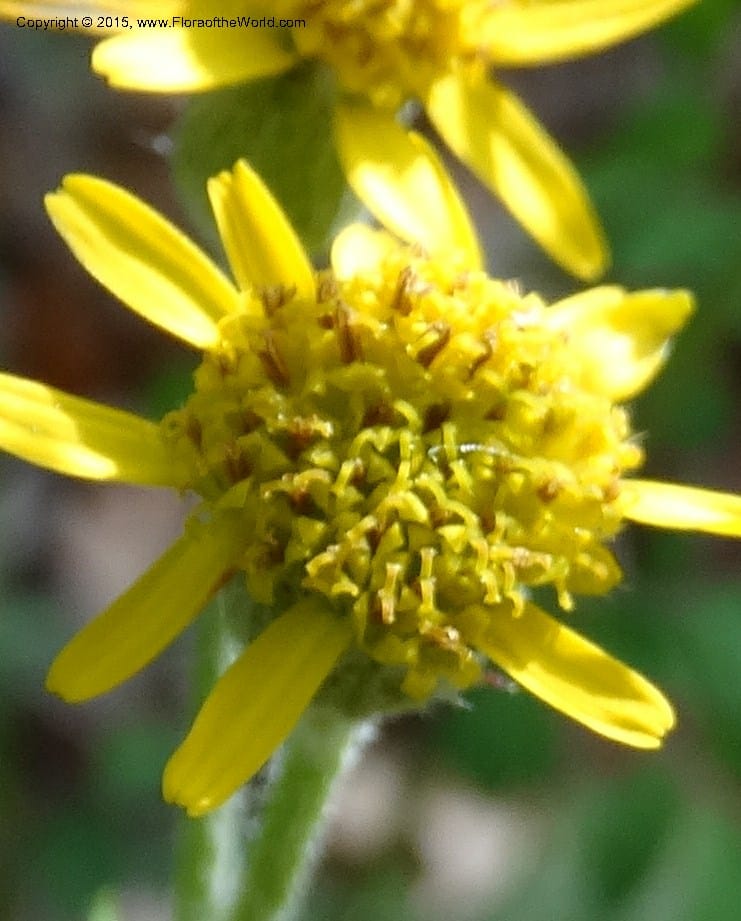 Packera serpenticola, Davidson, C 12974--No. Carolina. Clay Co. Buck Cr. 13 May 2015. DSC04619 (64).JPG