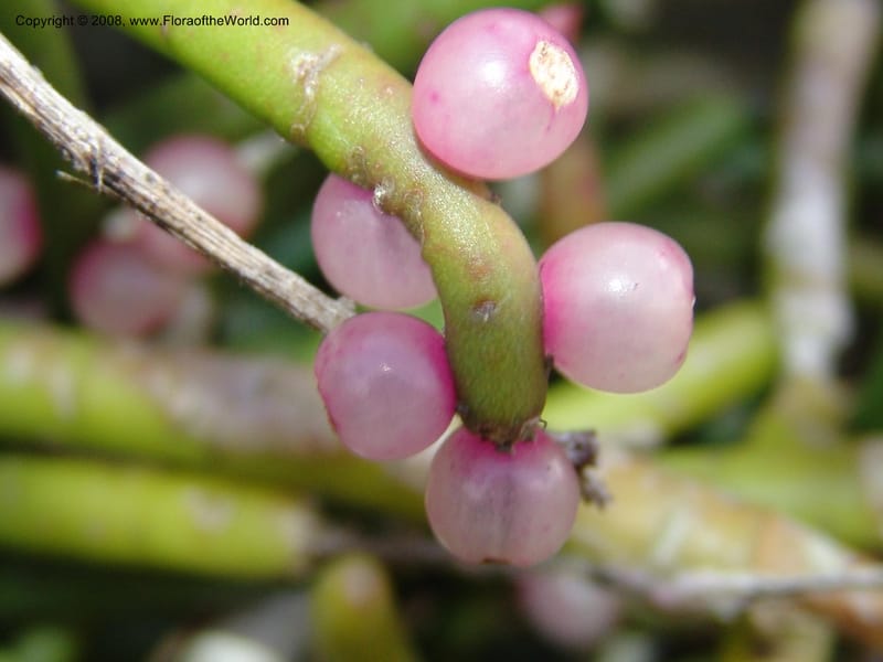 Rhipsalis baccifera--So.Africa. E. Cape. Umtamvuna Nat. Res. 11 Mch 05. 071.jpg