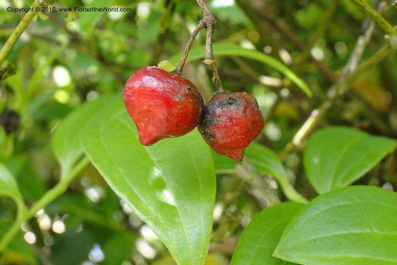 Heterosmilax, [Regalado, J 1772]--Viet Nam. O-Quy-Ho Commune. 6 May 2011. 055 (3).jpg