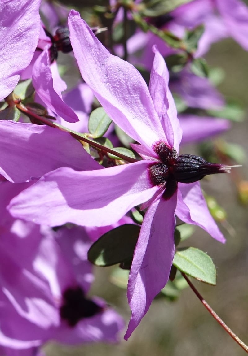 Tetratheca hirsuta subsp. viminea, Davidson, C 13375--Australia. W.A. Koondoola Bushland. 22 Oct 2016. DSC03457 (160).JPG