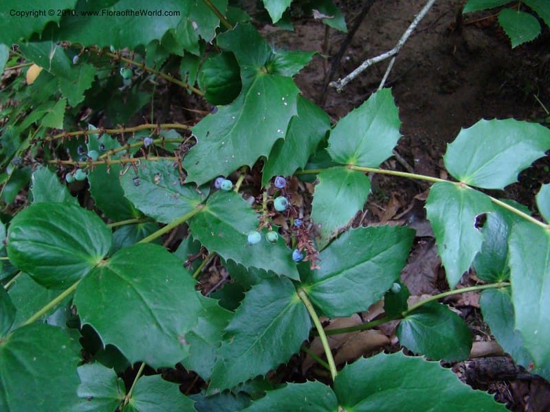 Berberis nervosa--Canada. BC. Base of Mt. Sumas. 26 Jul 08. 089.jpg