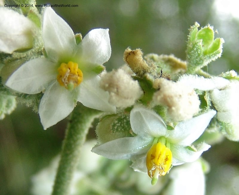 Solanum nitidum, Farfan 725--Peru. Edo. Madre de Dios. ACEER Res. Ctr. Pan de Arbol Trial. 19 Oct 05. 360 (2).jpg