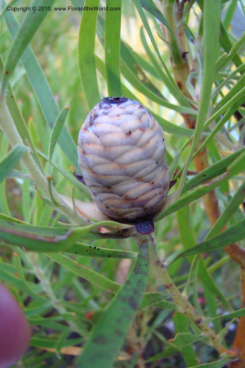 Leucadendron eucalyptifolium, C. Davidson 11495--South Africa. W. Cape. Korente River. 22 Aug 09. 344 (102).jpg