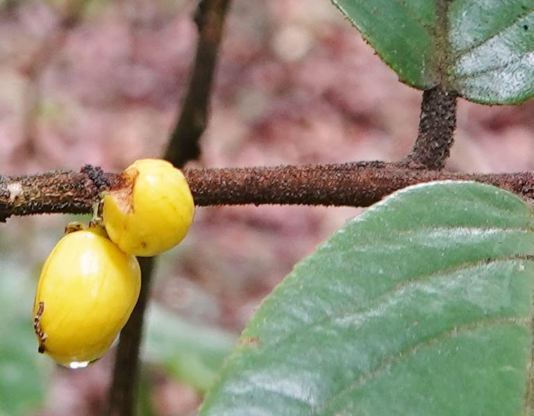 Horsfieldia prainii, D. Boufford 44155--China. Yunnan. Bam Po village. 5 May 2018. DSC02406 (93).JPG