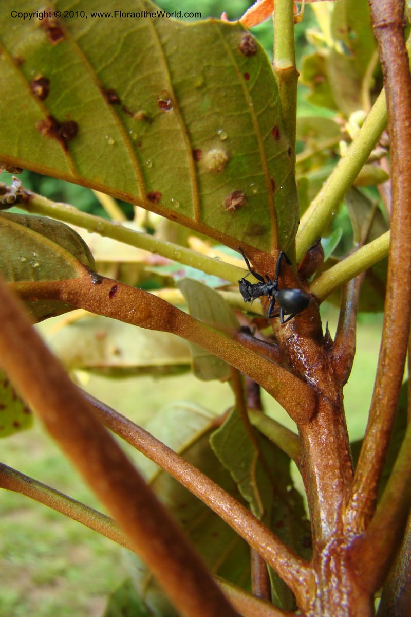 Sterculia villifera, Mori, 27339--French Guiana. Les Nouragues Station. 27 Oct 09. 021.jpg