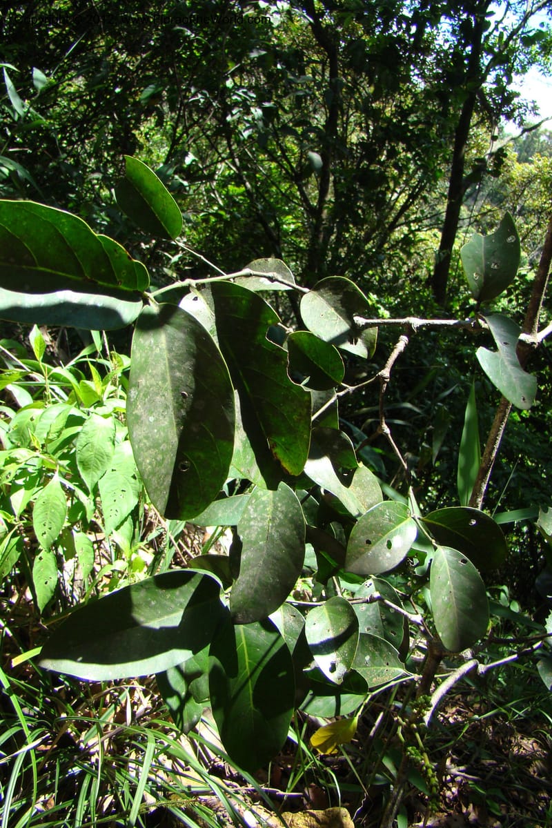 Gnetum, Regalado 1754--Viet Nam. Thua Thien Hue Prov. Phu Loc Distr. Bach Ma. 13 Apr 09. 452.jpg